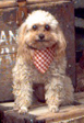 Doggies of the west